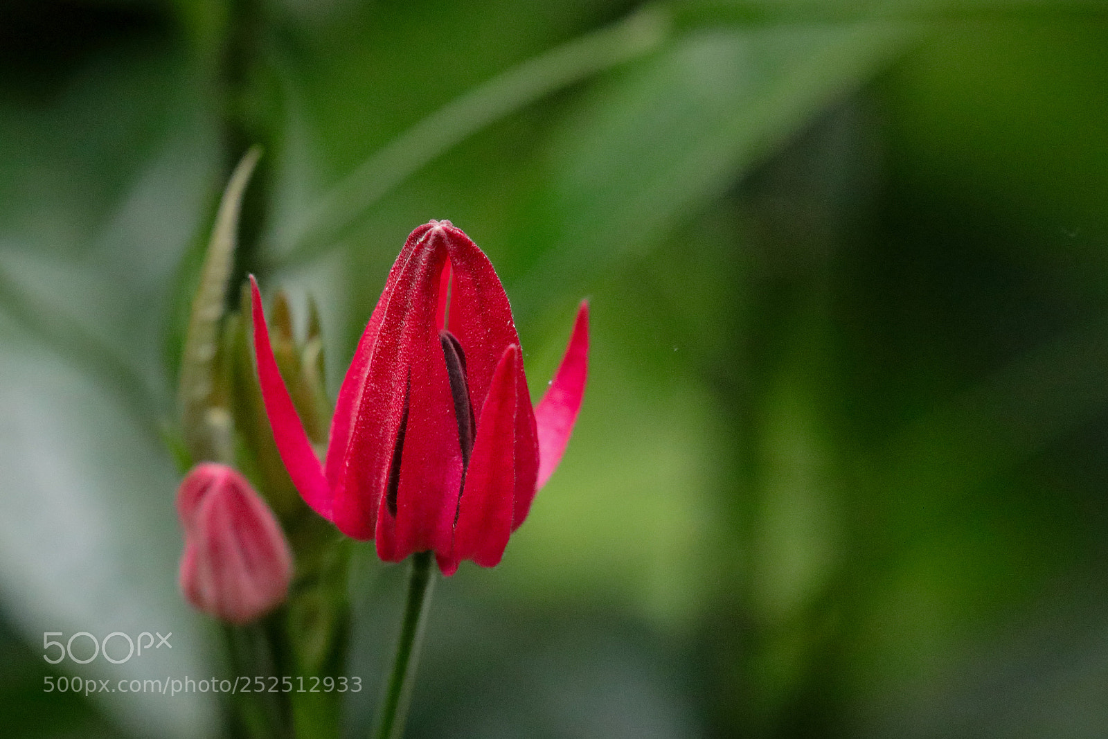 Canon EOS 5D Mark IV sample photo. Pavonia multiflora photography