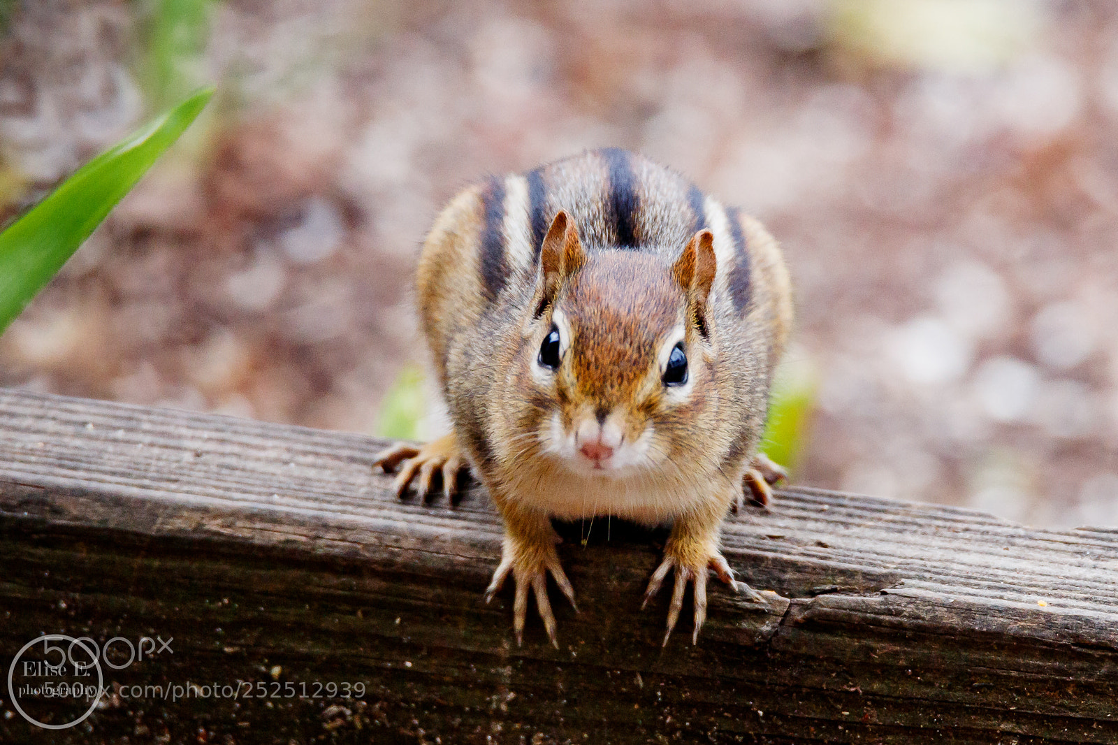 Canon EOS 6D Mark II sample photo. Chipmunk photography