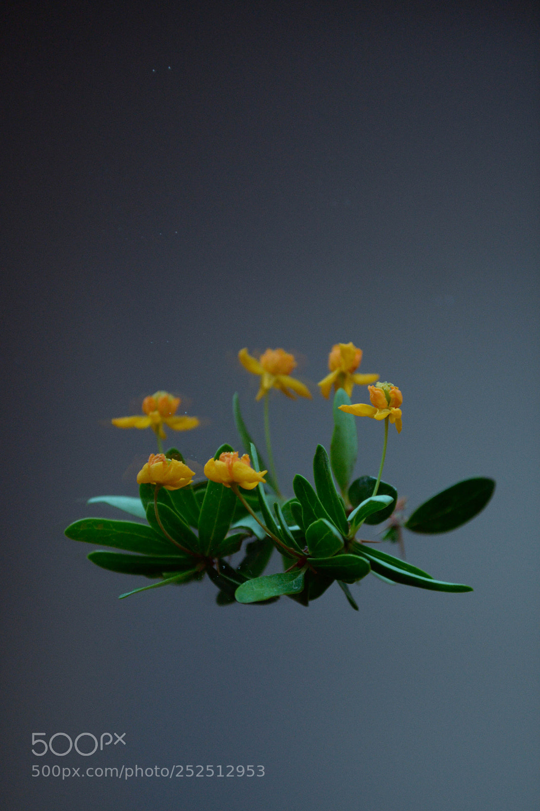 Nikon D3100 sample photo. Drowned memories (2016-17) photography
