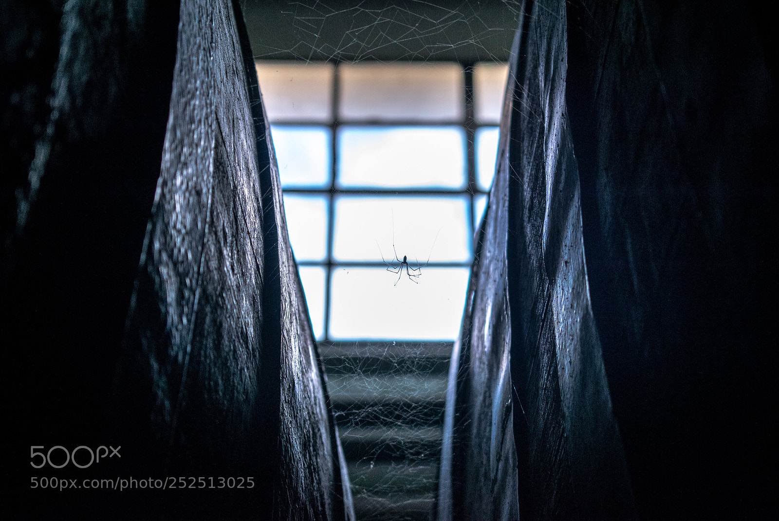 Nikon D5300 sample photo. Resident between barrels. photography