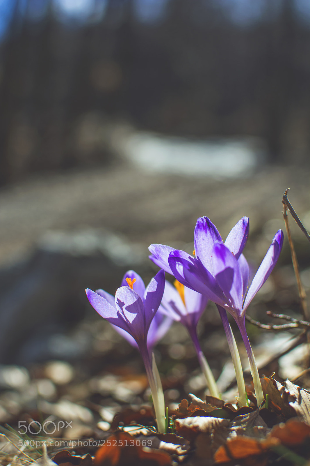 Nikon D7100 sample photo. Spring whisperer photography