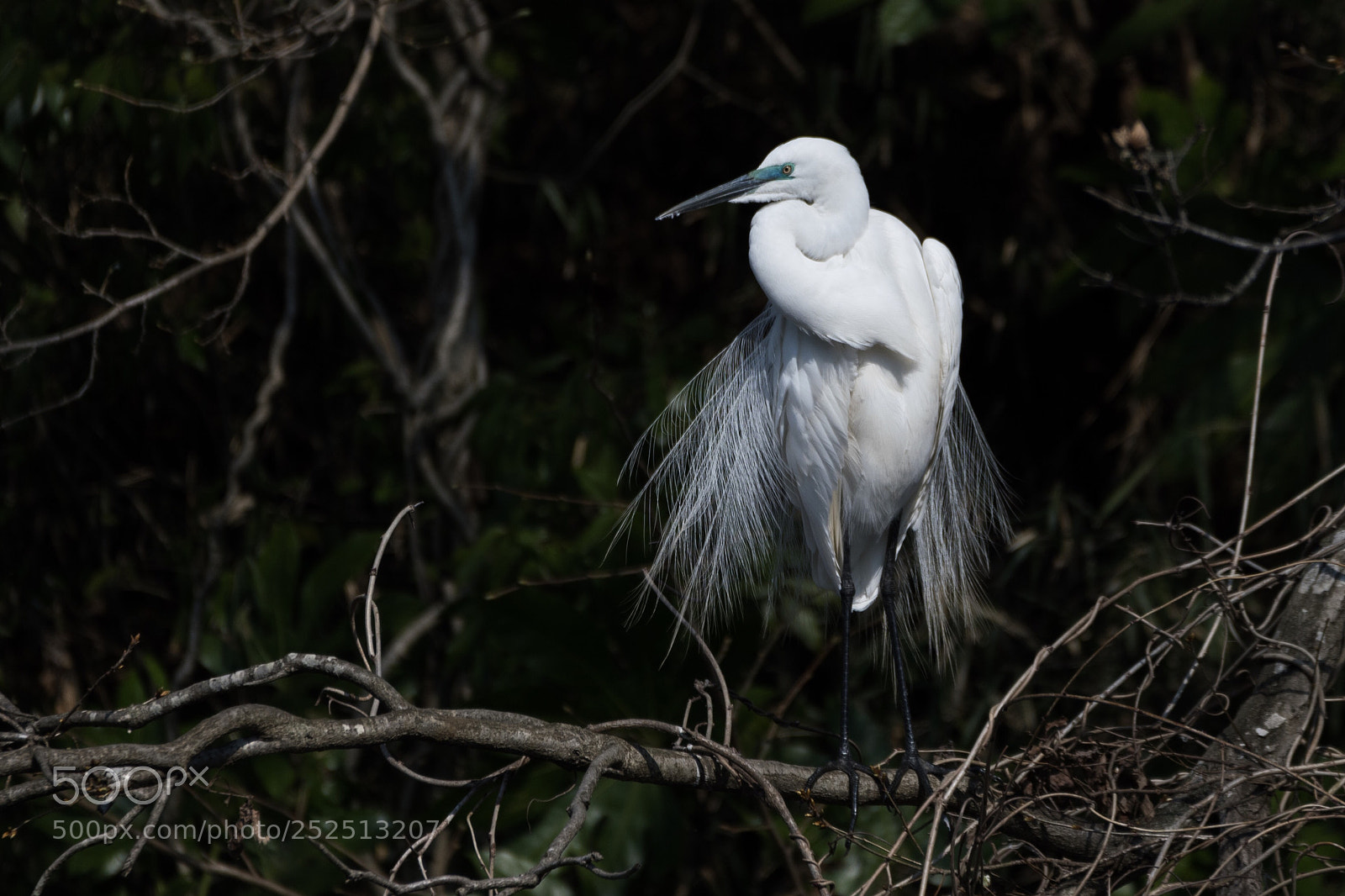 Nikon D500 sample photo. Great egret resting on photography