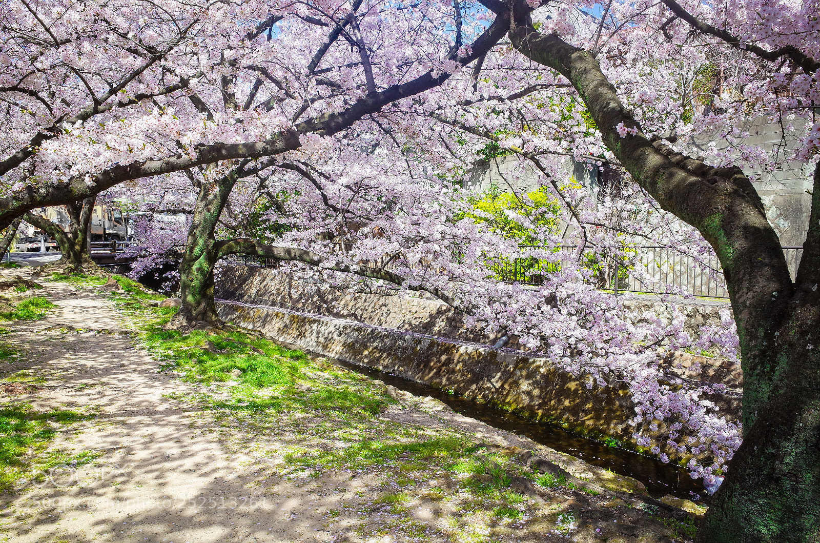 Ricoh GR II sample photo. Via "sakura" 桜 photography