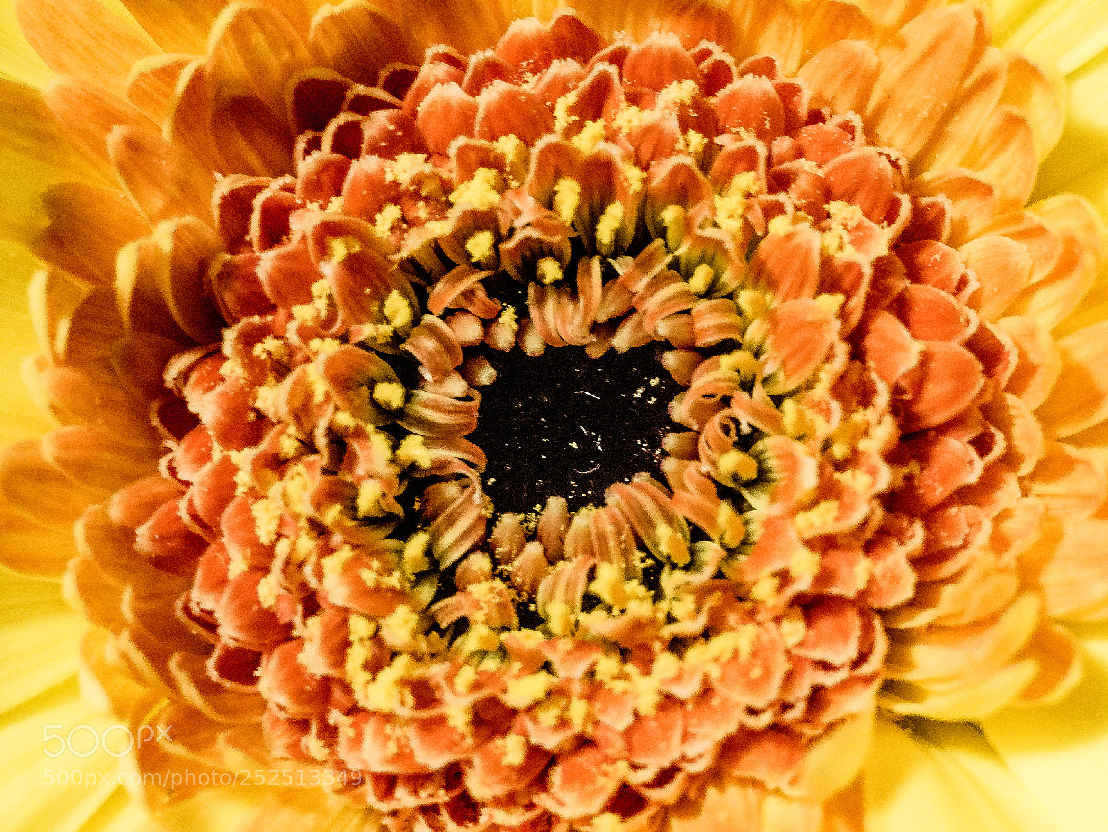 Panasonic DMC-G70 sample photo. Flower photography