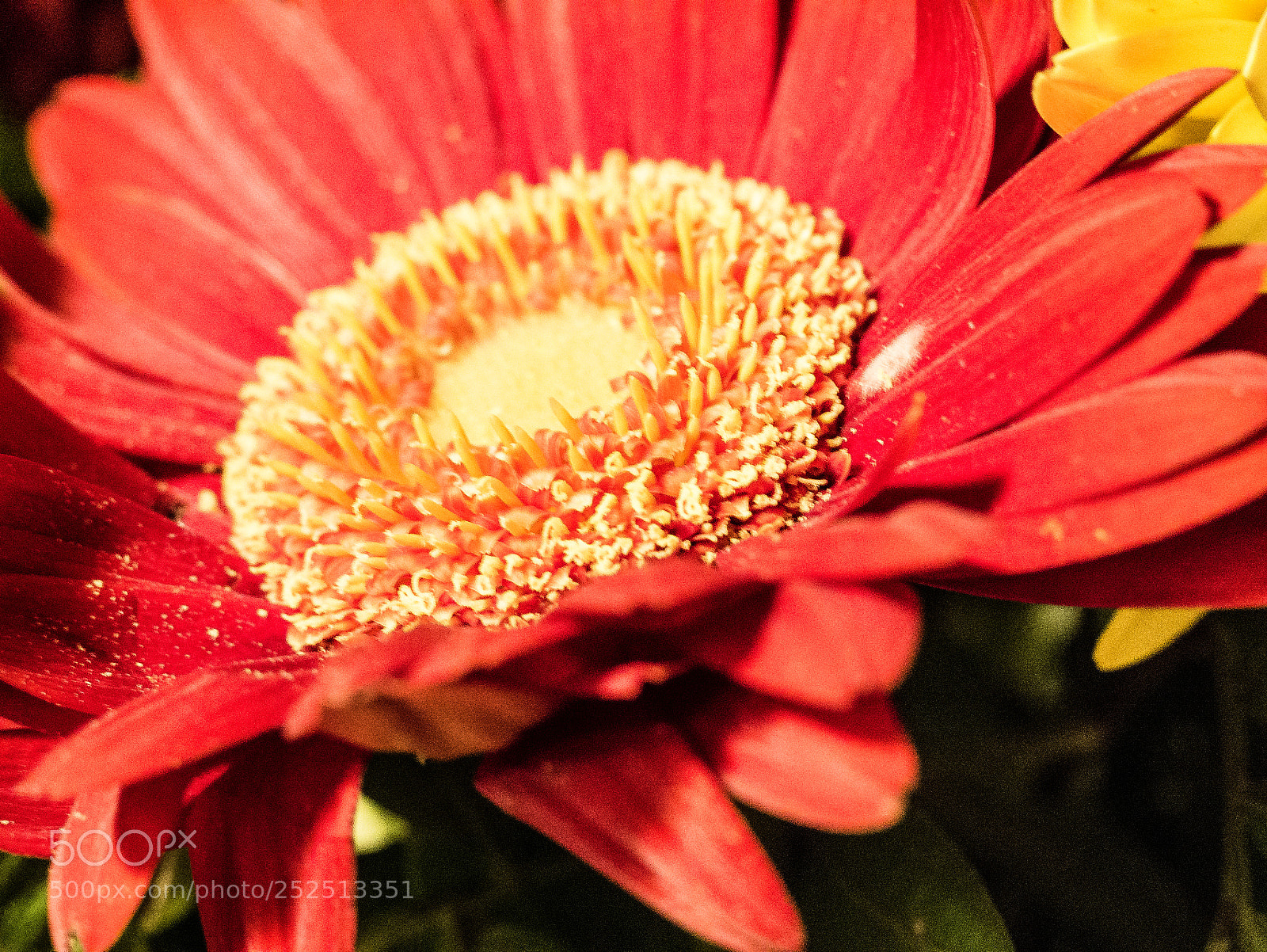 Panasonic DMC-G70 sample photo. Flower photography