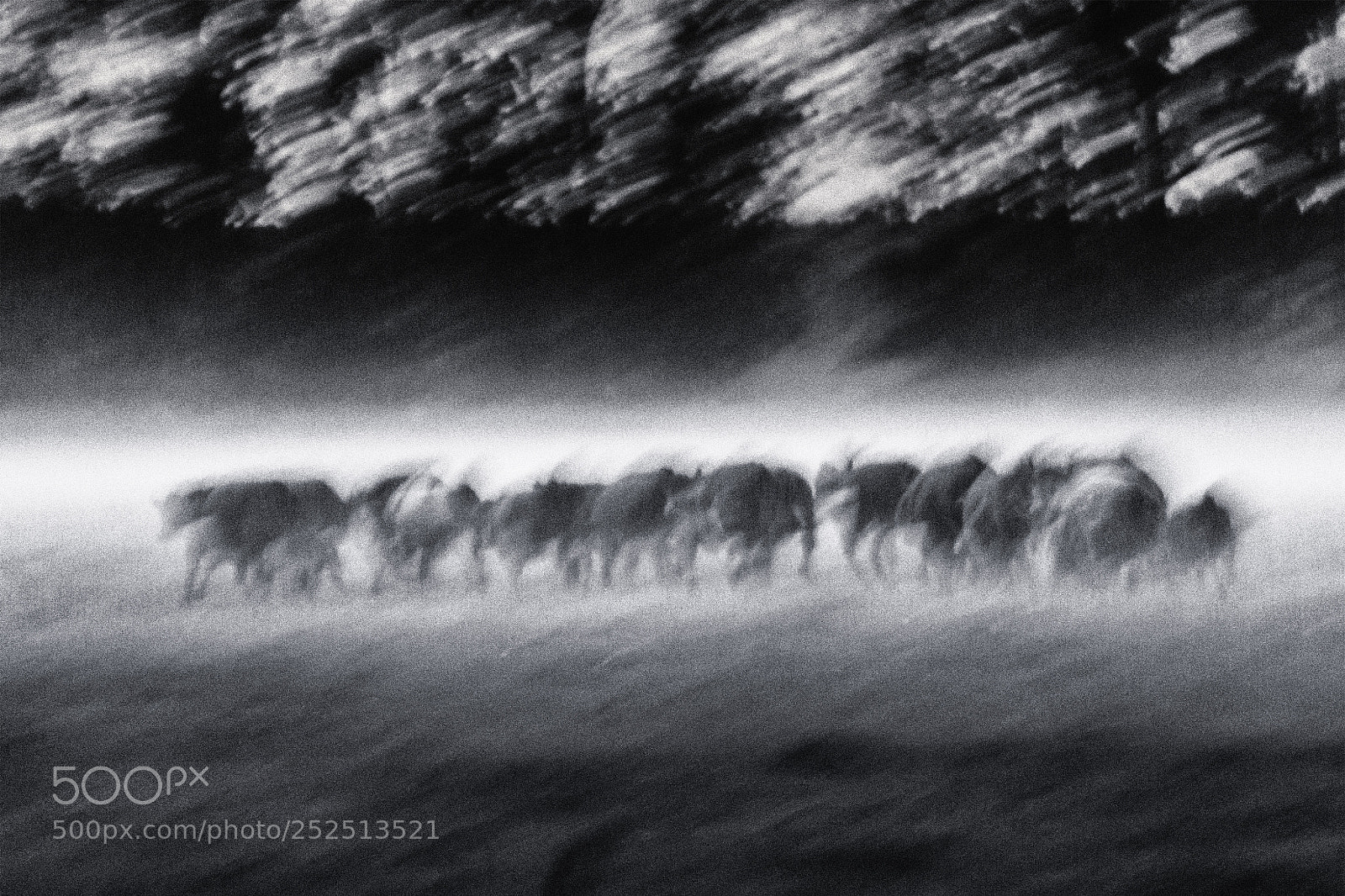 Sony a6000 sample photo. Cattle herd study ii photography