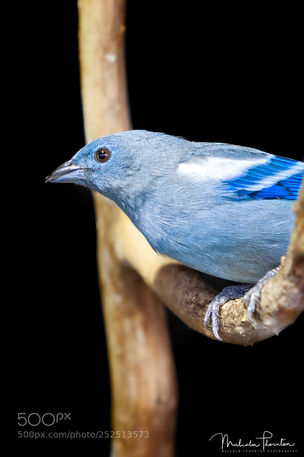 Canon EOS 5D Mark II sample photo. Blue-grey tanager photography