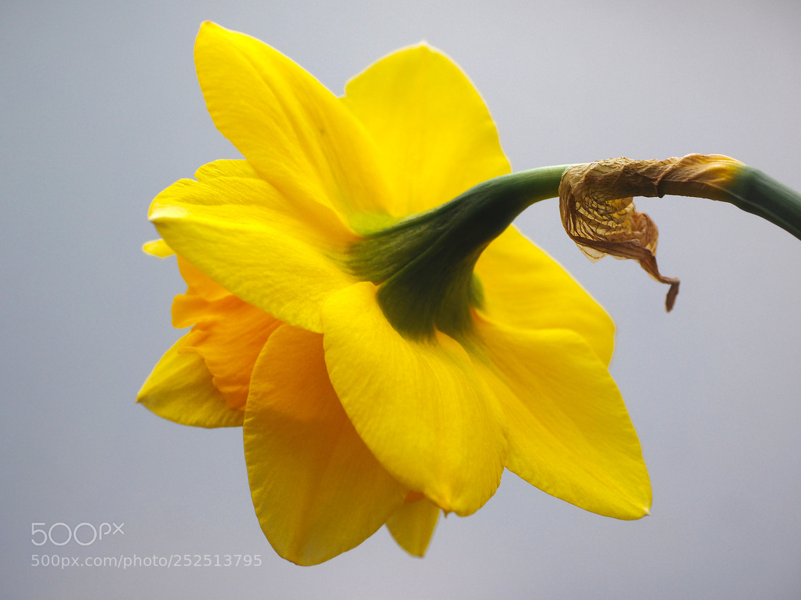 Olympus OM-D E-M1 sample photo. Yellow narcis photography