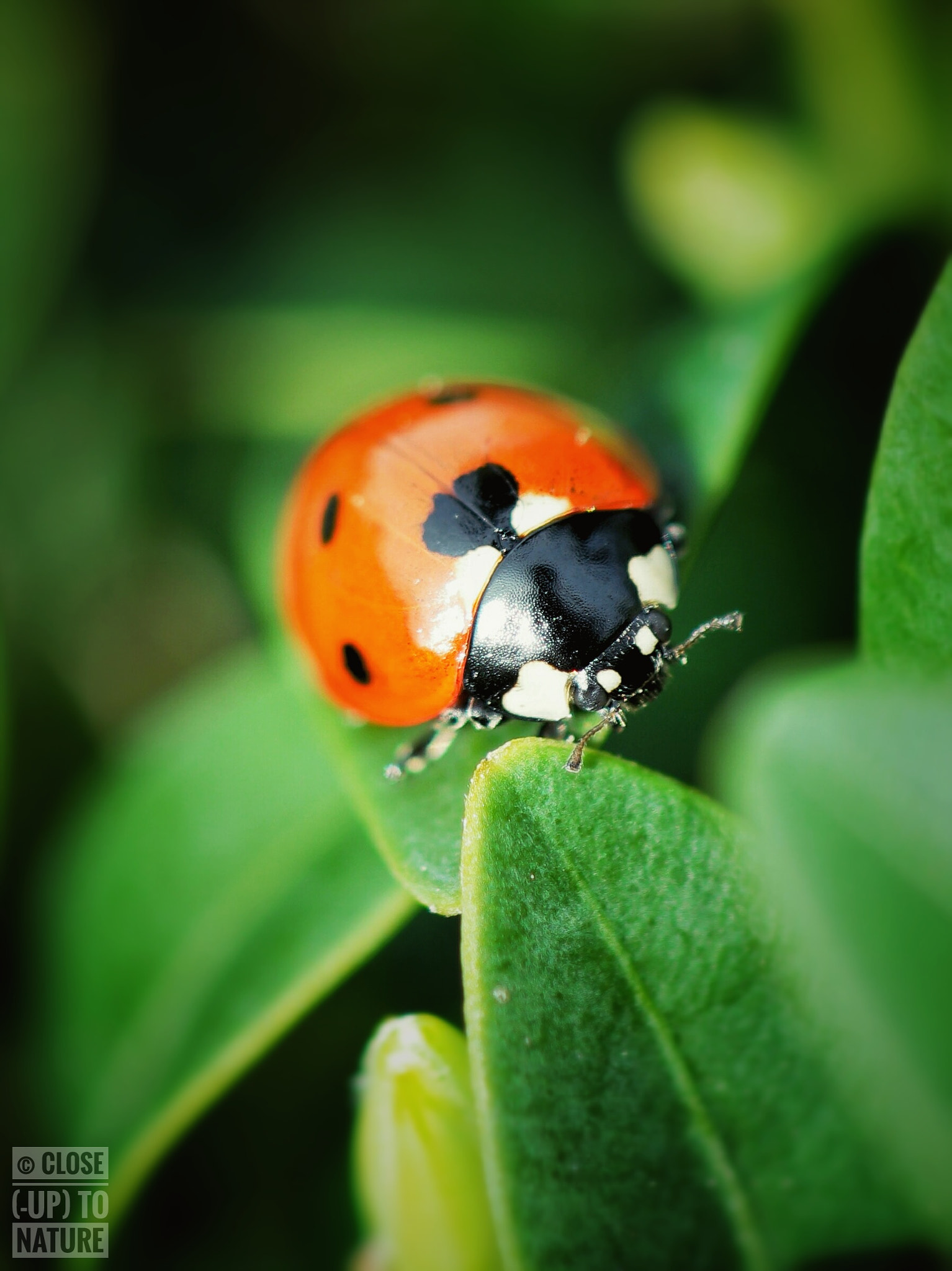 Samsung NX500 sample photo. Coccinella septempunctata. photography