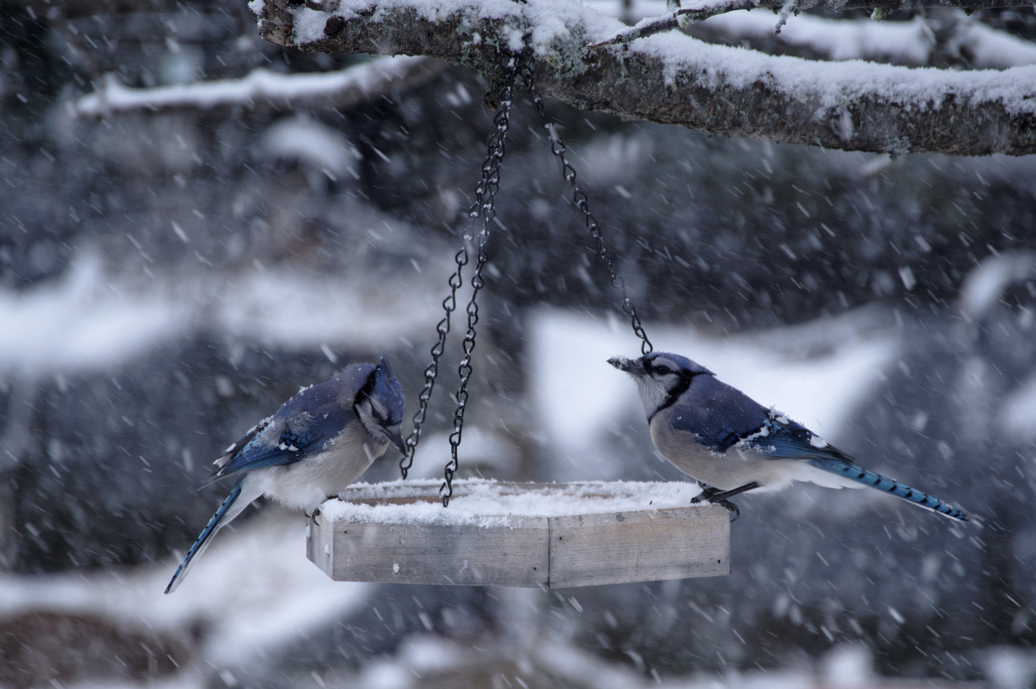 HD PENTAX-DA 55-300mm F4.5-6.3 ED PLM WR RE sample photo. Two jays having a cold lunch photography