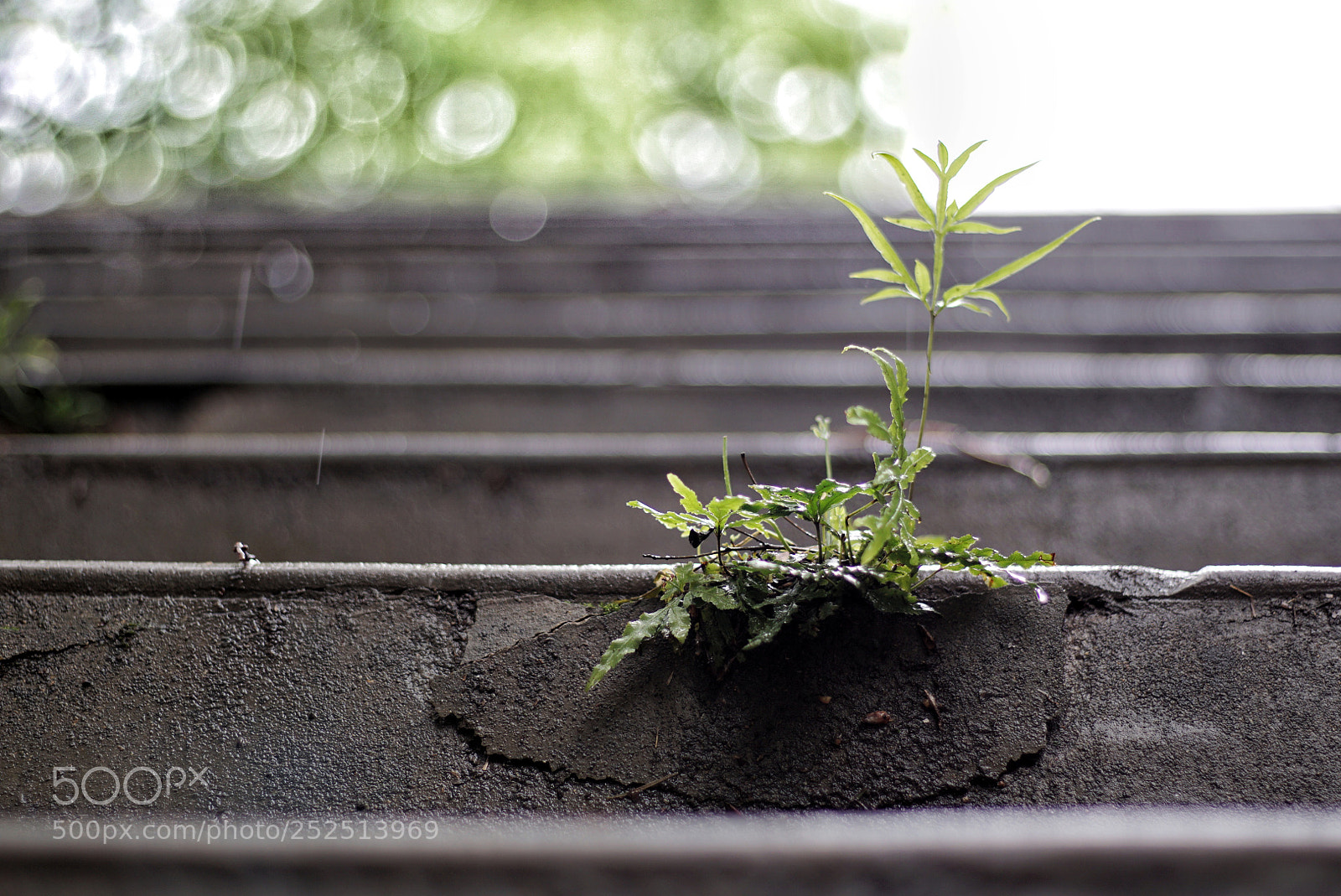 Sony a6000 sample photo. Plant photography