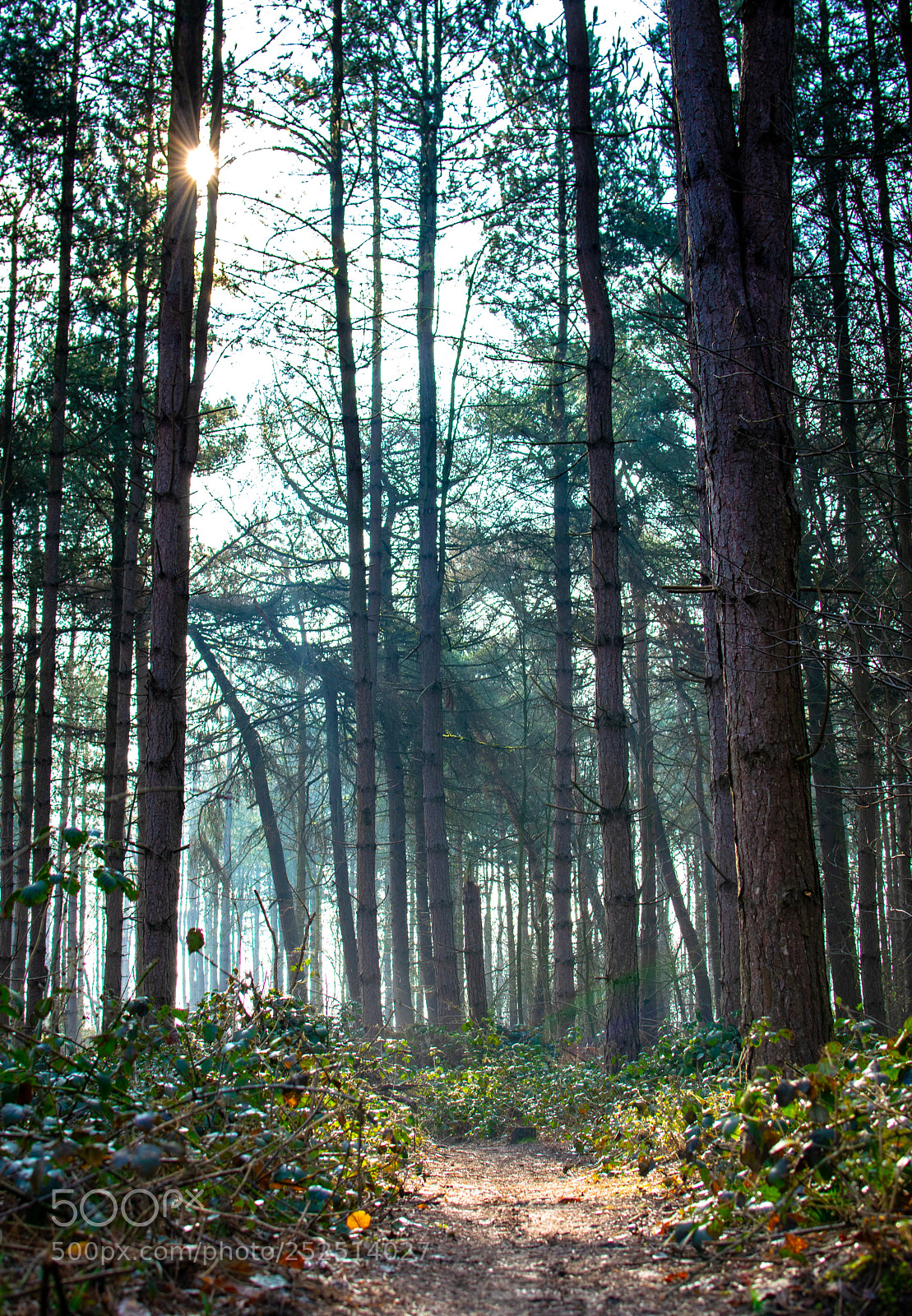 Nikon D5300 sample photo. Walking wonderland - mooving photography