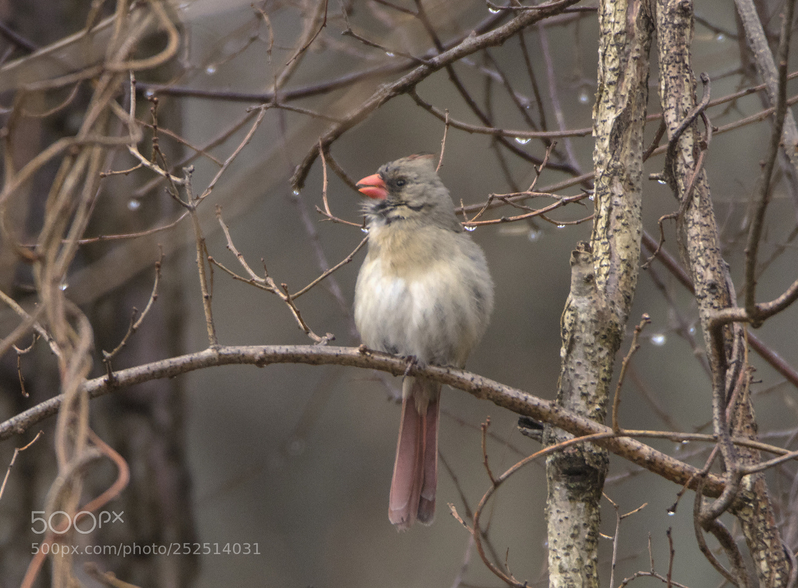 Canon EOS 80D sample photo. Cardinal female in the photography