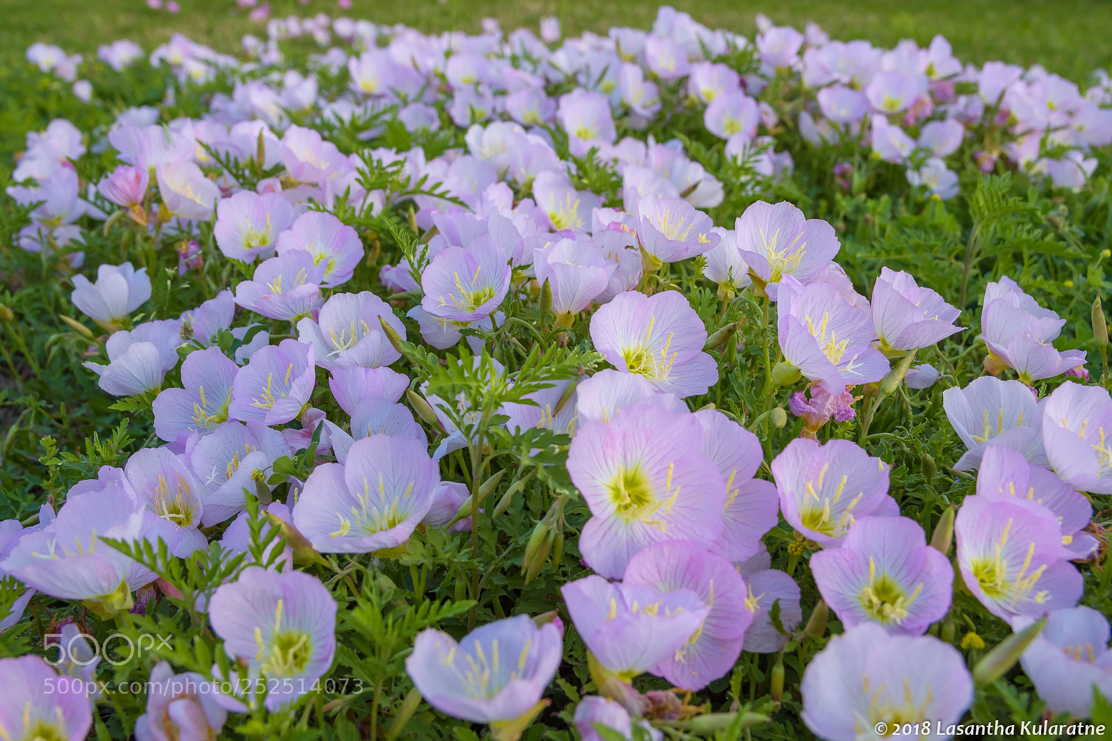 Nikon D7200 sample photo. Pink wild flowers in photography