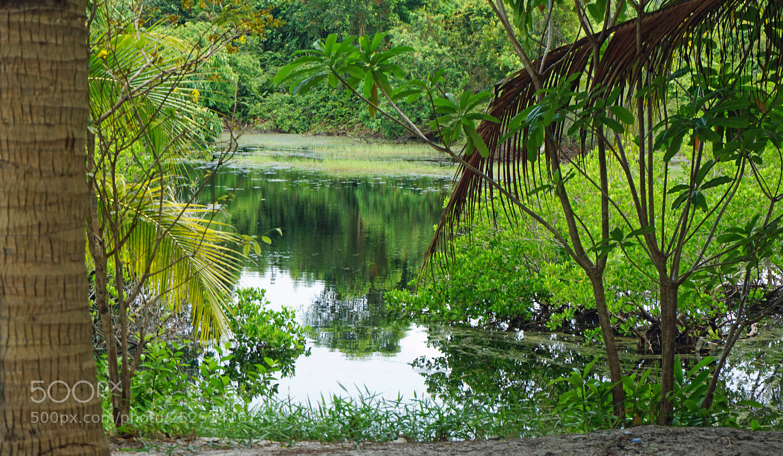 Sony a6000 sample photo. Tropical green pond photography