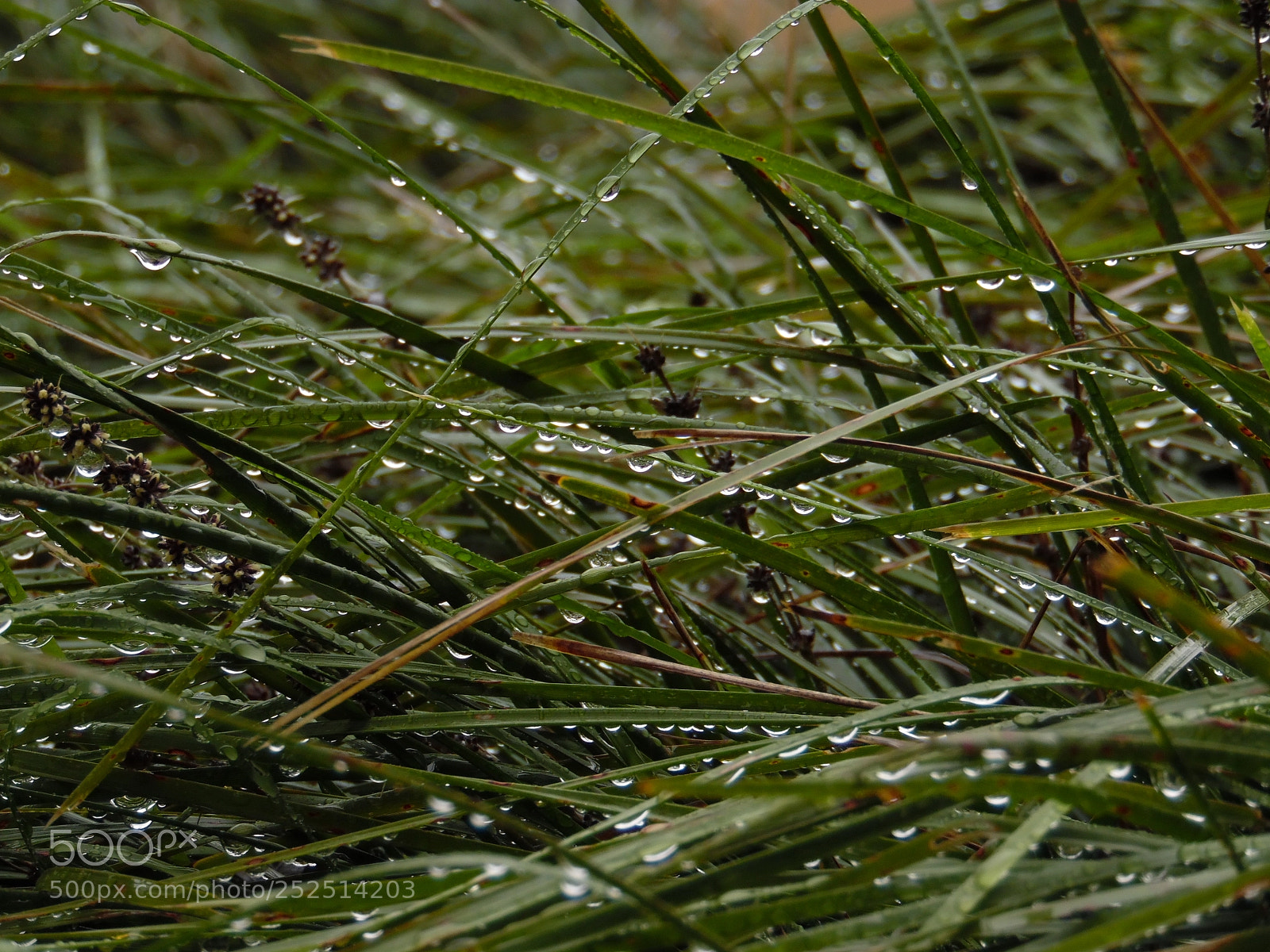 Samsung WB1100F/WB1101F/WB1102F sample photo. Sam photography