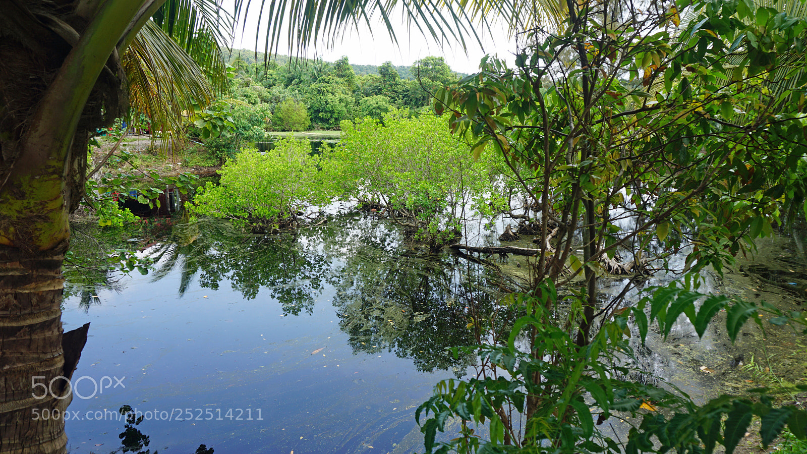 Sony a6000 sample photo. Tropical green pond photography