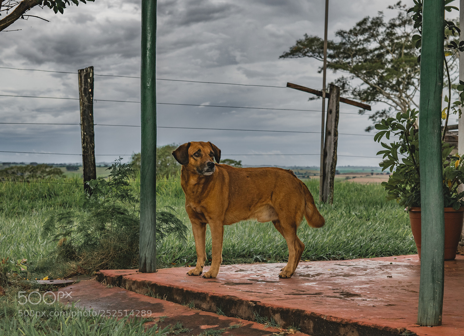 Nikon D5300 sample photo. Dog photography