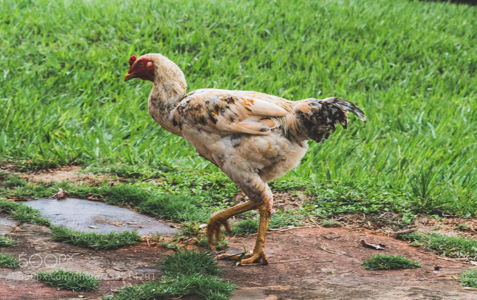 Nikon D5300 sample photo. Farm i photography