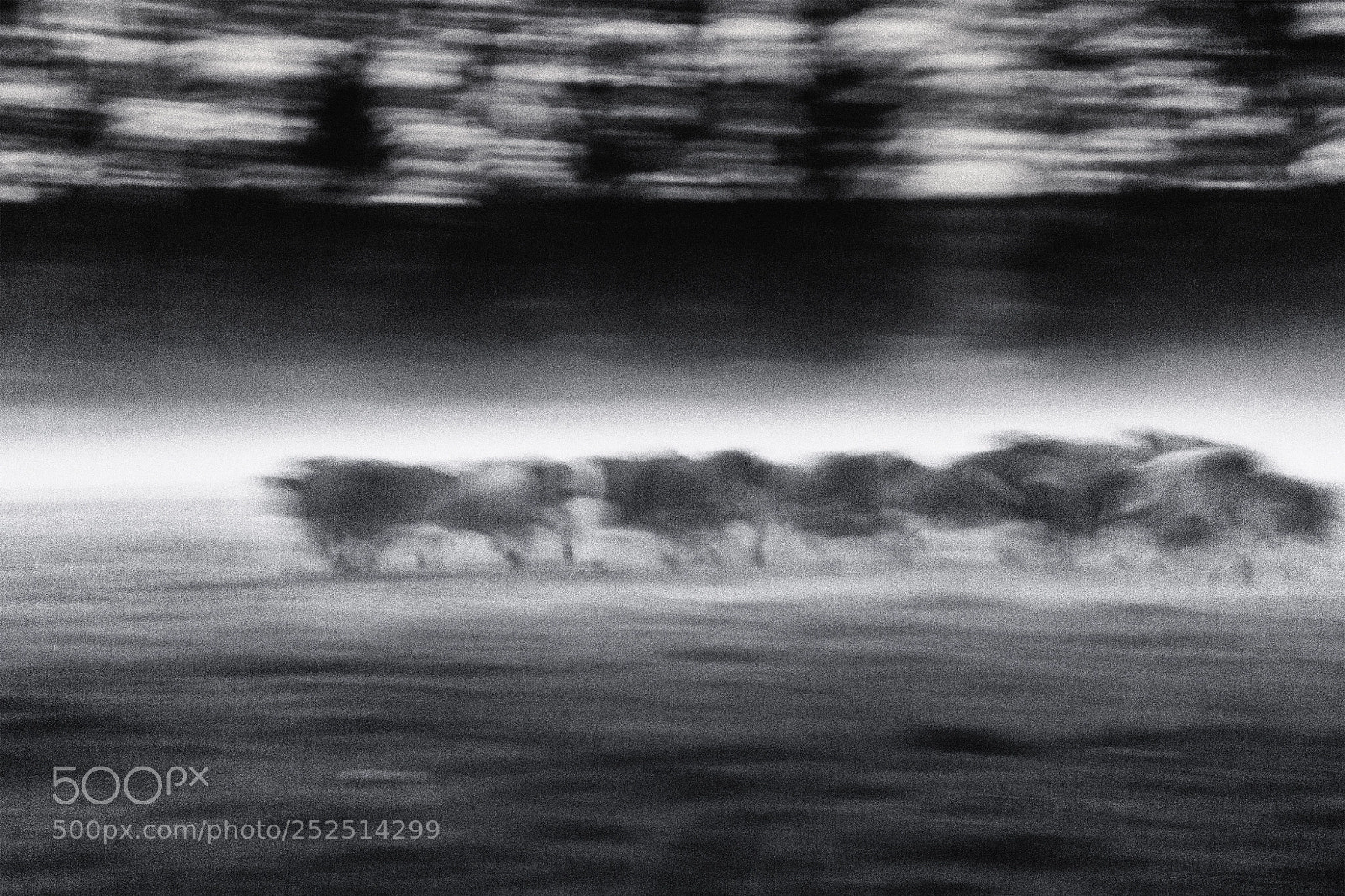 Sony a6000 sample photo. Cattle herd study iii photography