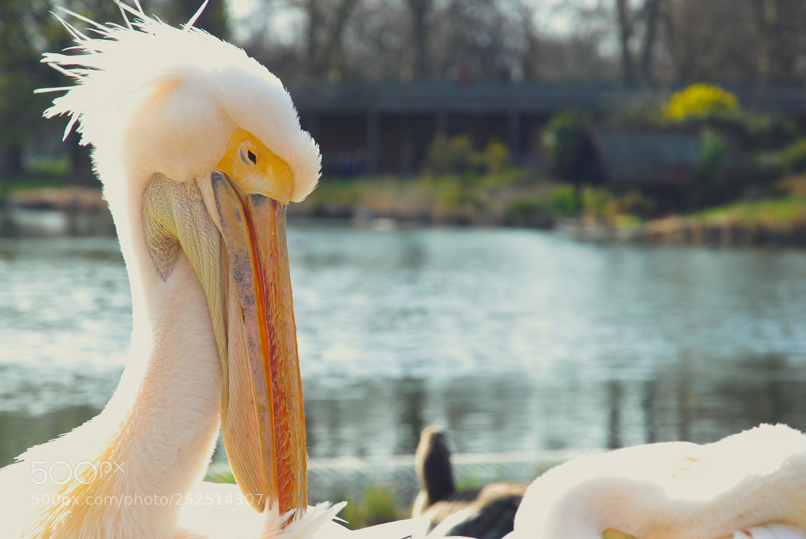 Nikon D200 sample photo. Between the feathers. photography