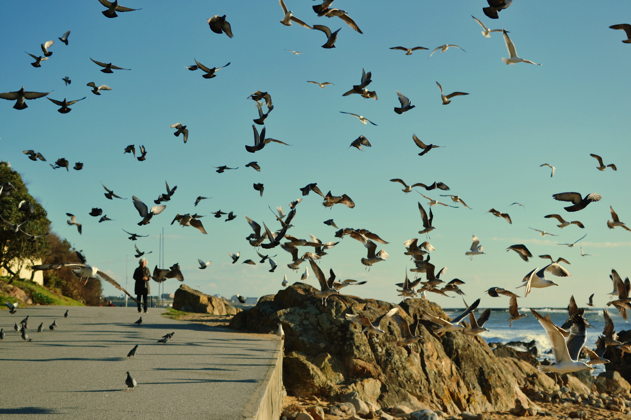 Nikon D3100 + Nikon AF-S DX Nikkor 35mm F1.8G sample photo. Firework of seagulls. photography