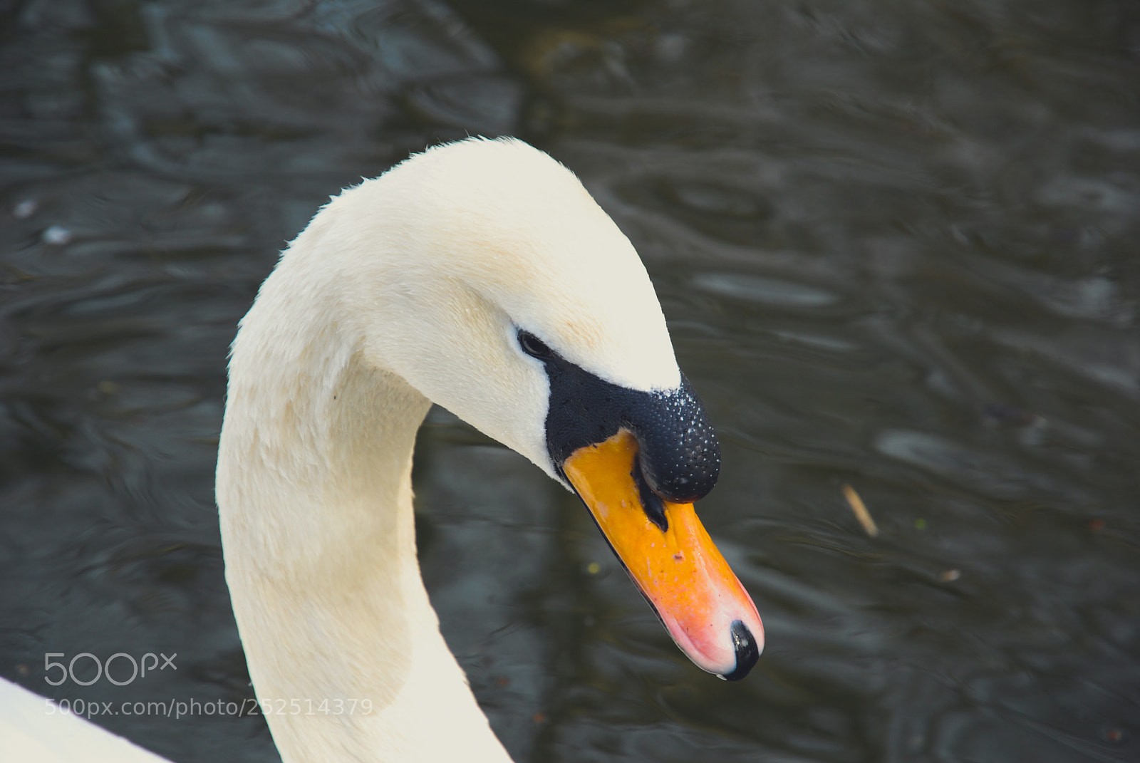 Nikon D200 sample photo. Prehistoric elegance photography