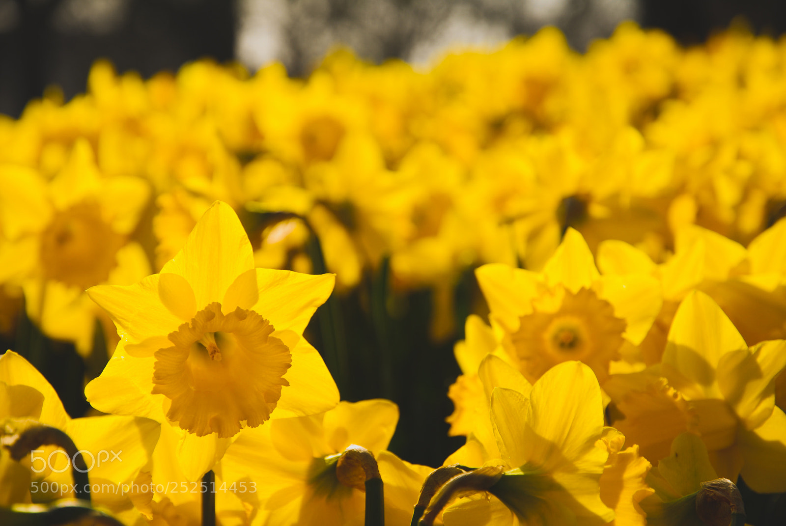 Nikon D200 sample photo. I wandered lonely as photography
