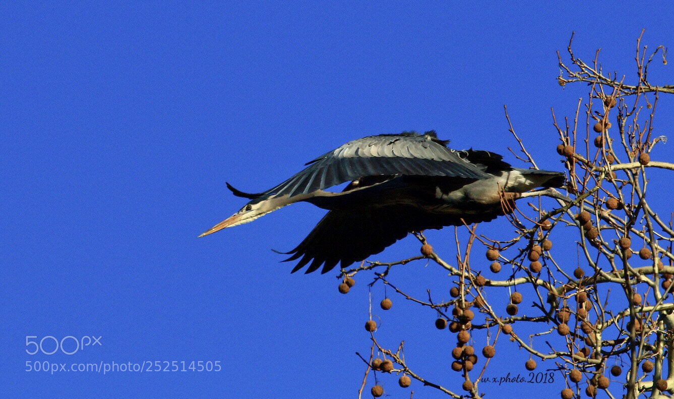 Canon EOS 7D Mark II sample photo. Great blue heron photography