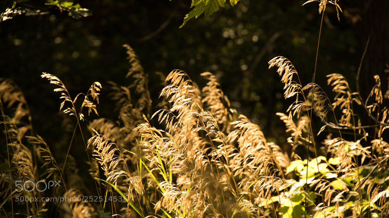 Canon EOS 750D (EOS Rebel T6i / EOS Kiss X8i) sample photo. Sun gleams on nature photography