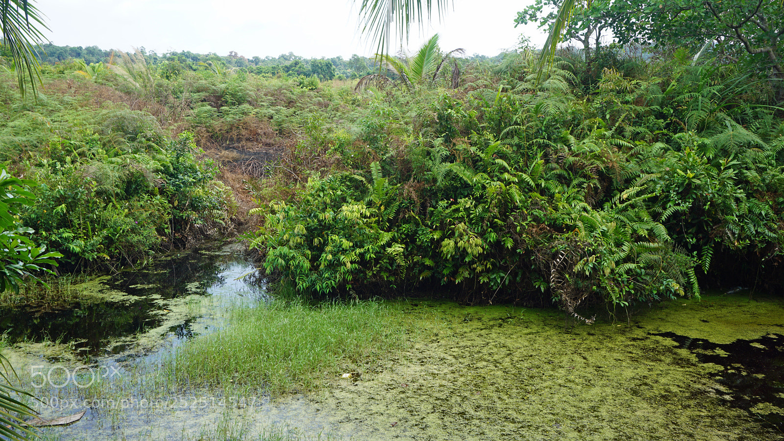 Sony a6000 sample photo. Tropical green pond photography