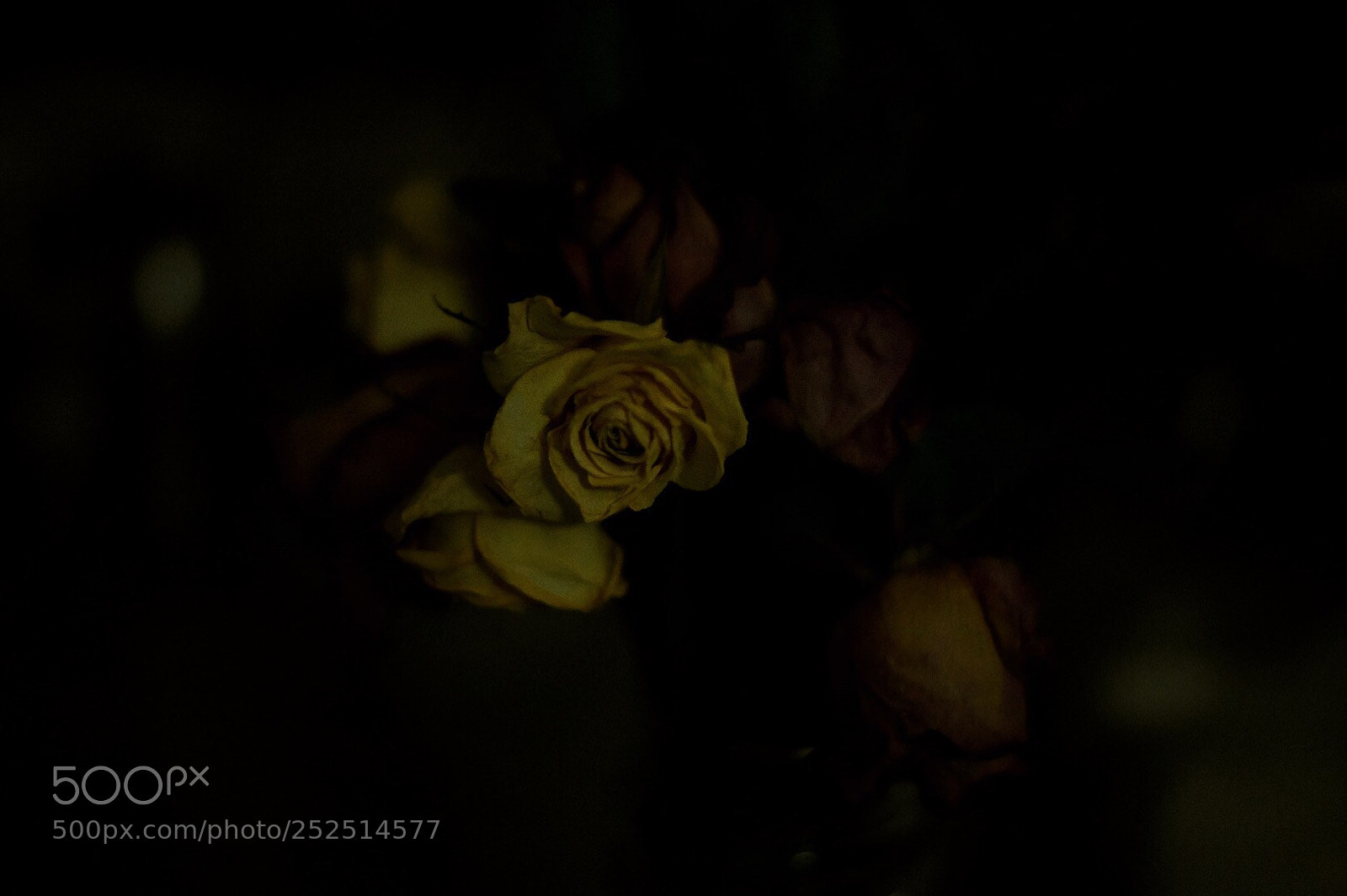 Nikon D850 sample photo. Hidden beauty  photography