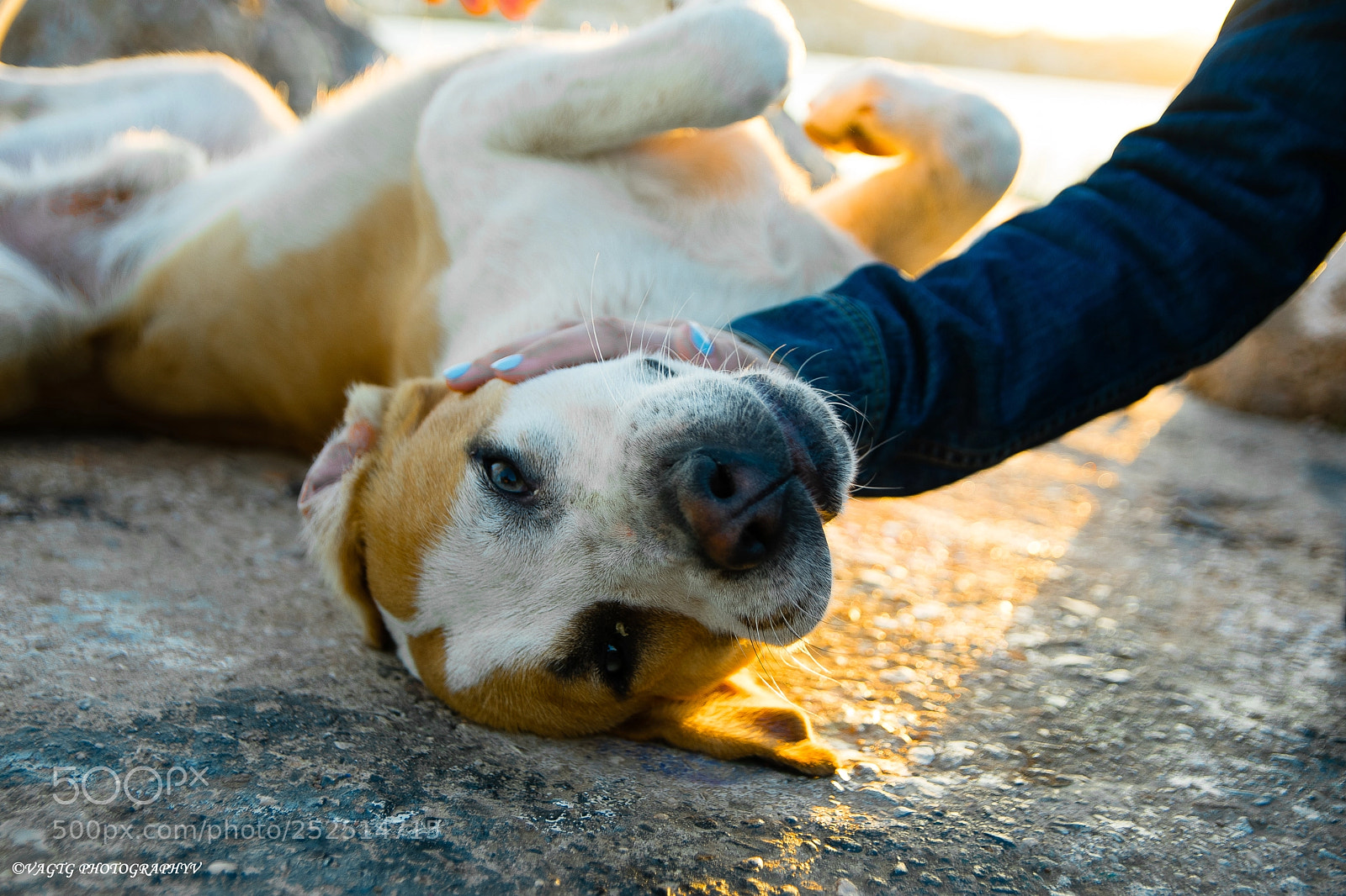Nikon D3400 sample photo. Playful dog photography