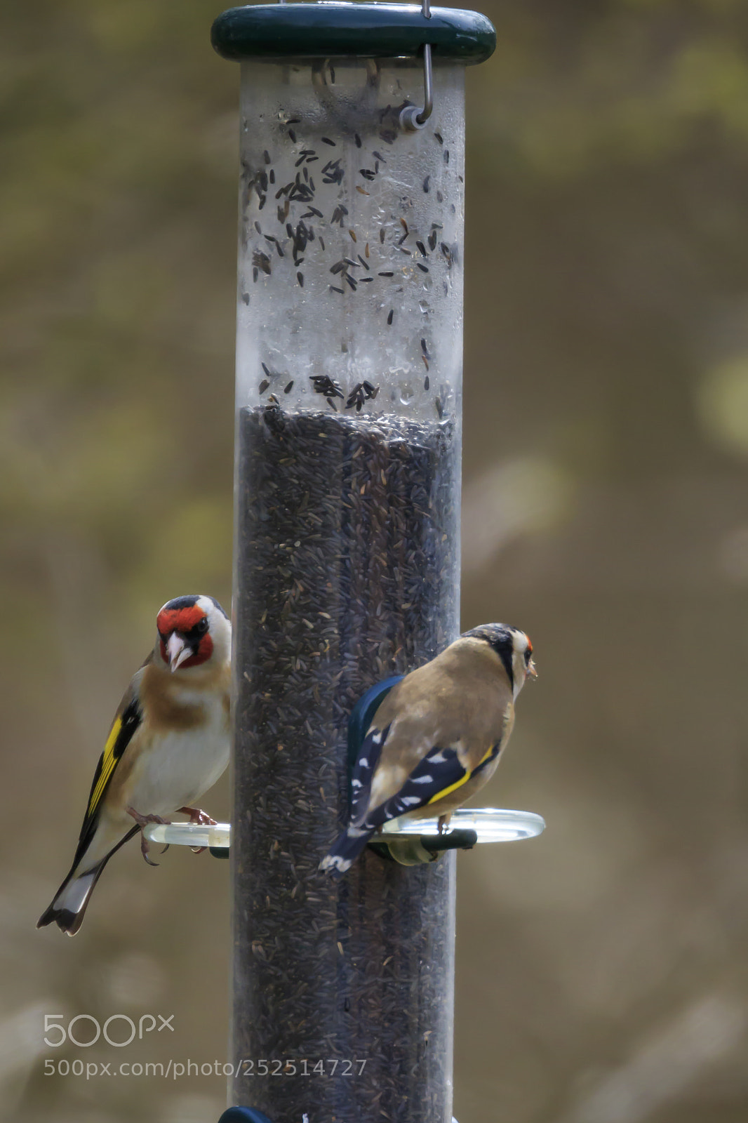 Canon EOS 7D Mark II sample photo. Two great spotted woodpeckers photography