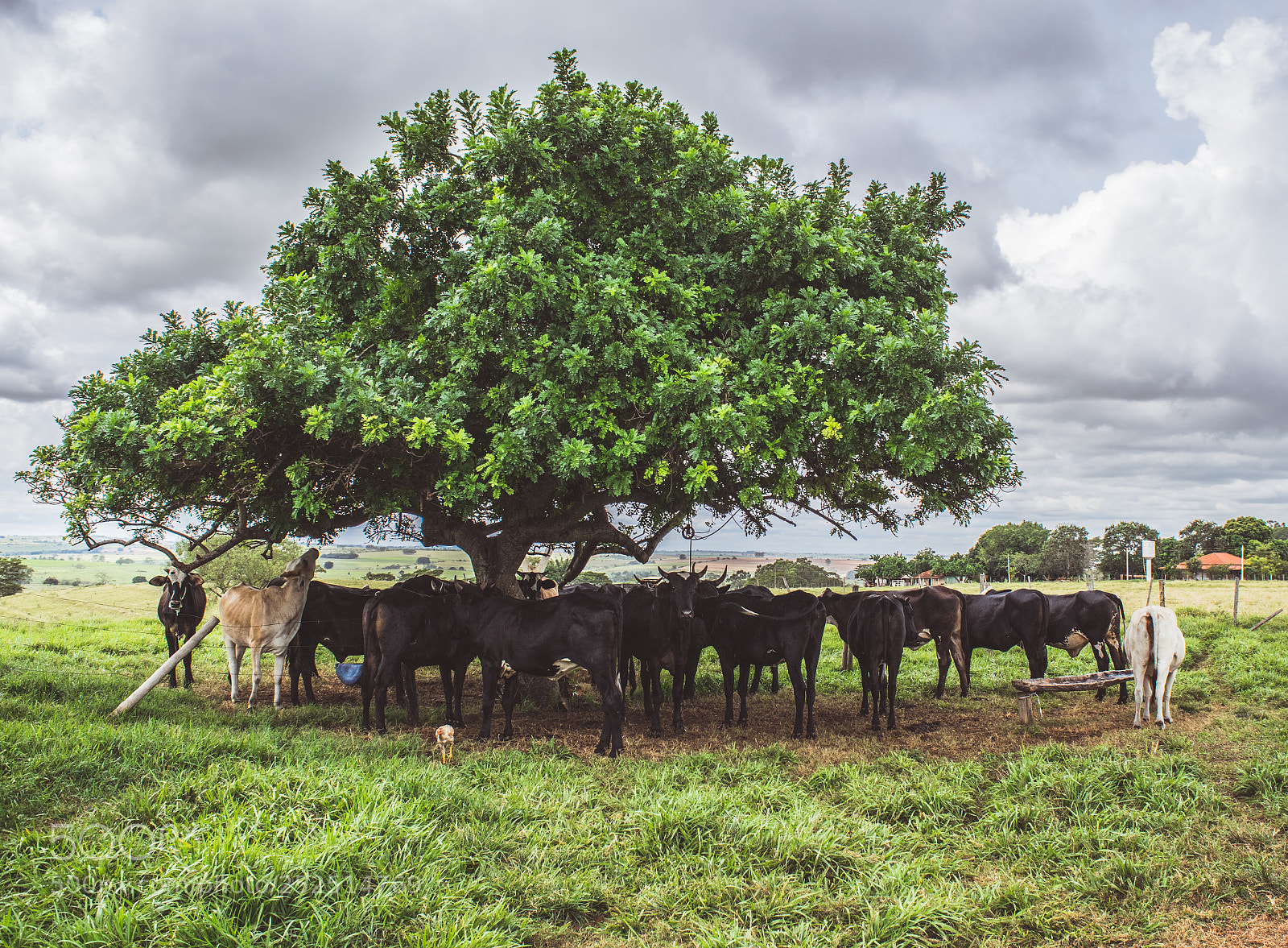 Nikon D5300 sample photo. Farm ii photography