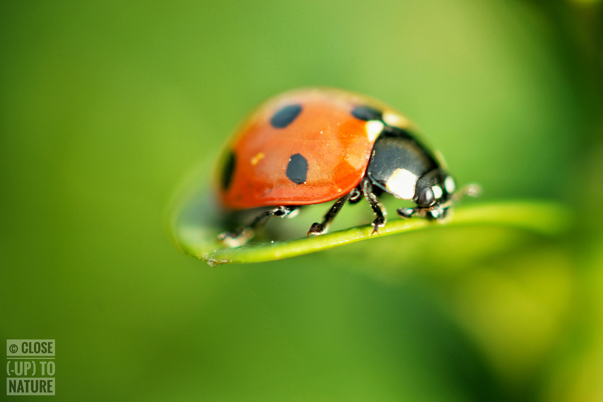 Samsung NX500 sample photo. Coccinella septempunctata (2) photography
