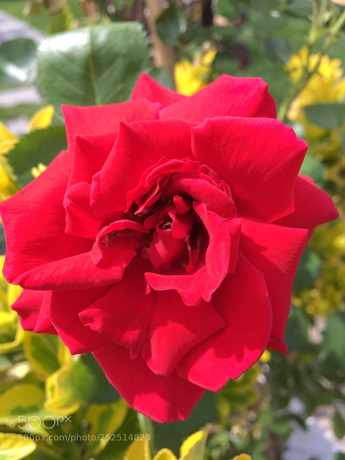 Apple iPhone 6s Plus sample photo. Red rose photography