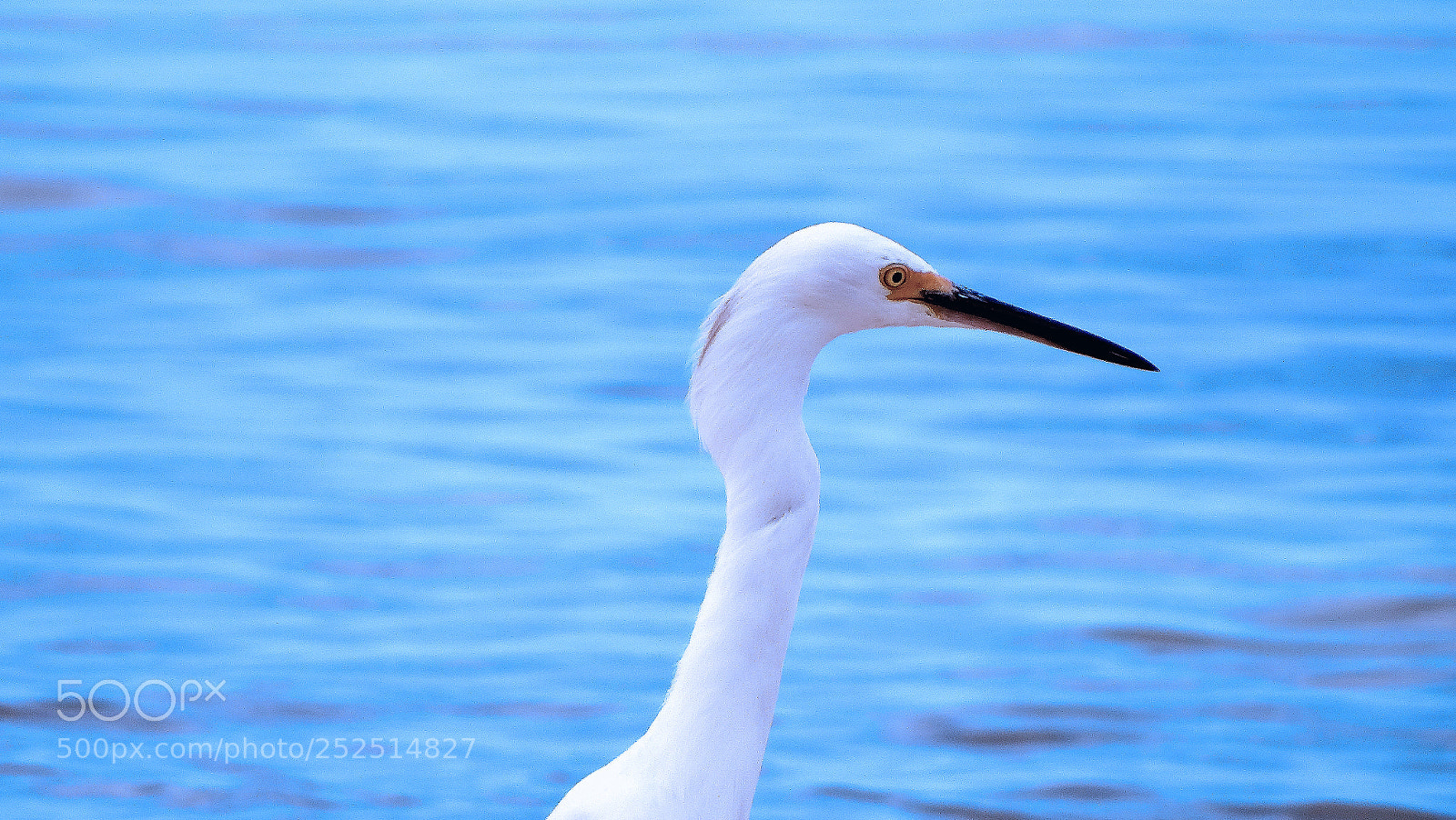 Sony Cyber-shot DSC-HX300 sample photo. Fishing bird photography