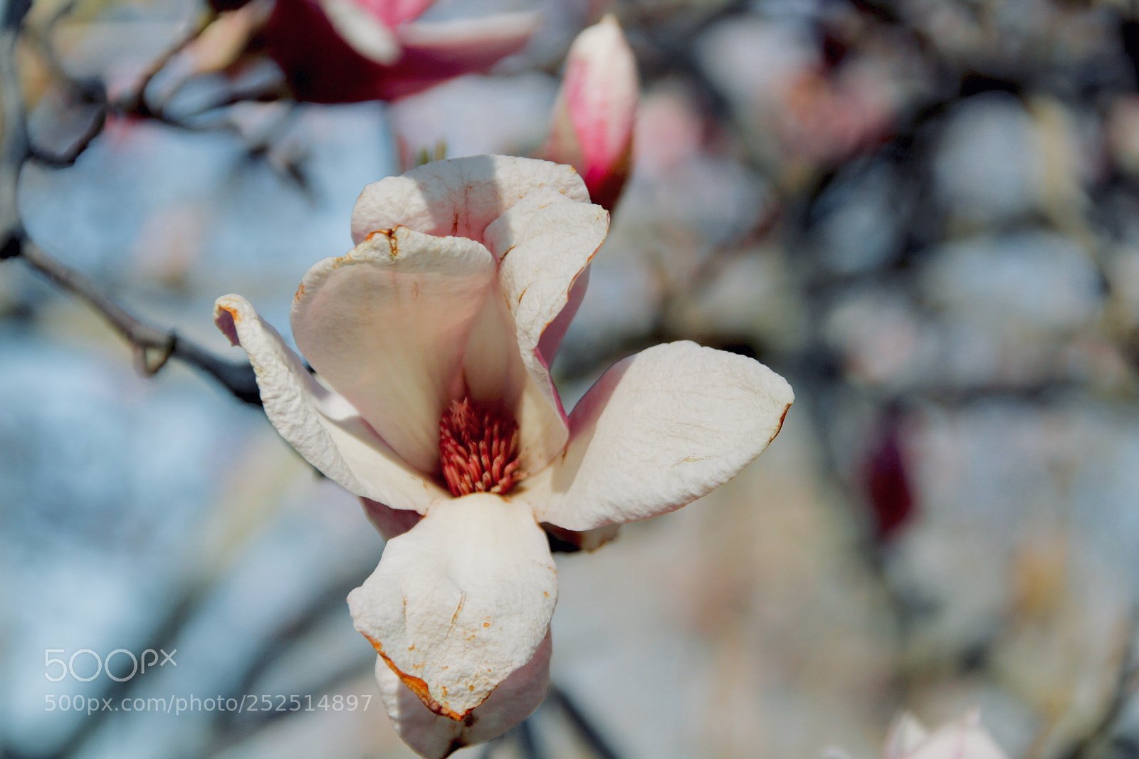 Canon EOS 1300D (EOS Rebel T6 / EOS Kiss X80) sample photo. Magnolias blooming photography