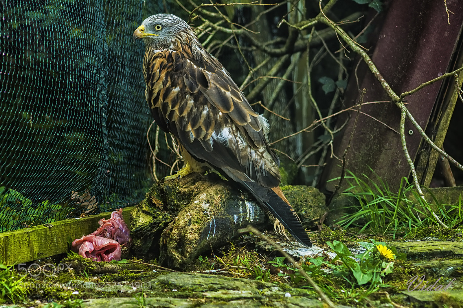 Nikon D7100 sample photo. Milano photography