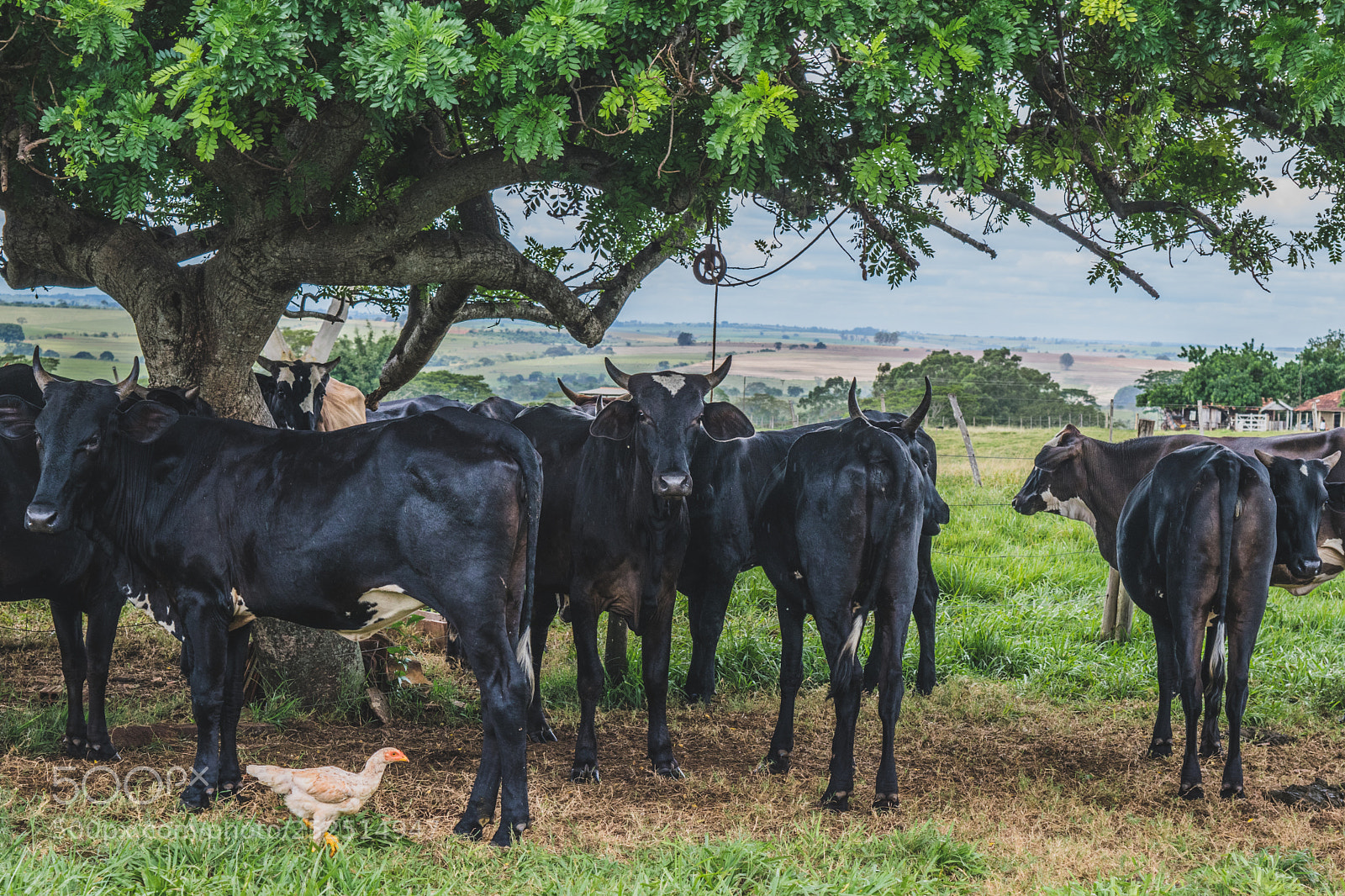 Nikon D5300 sample photo. Farm iii photography