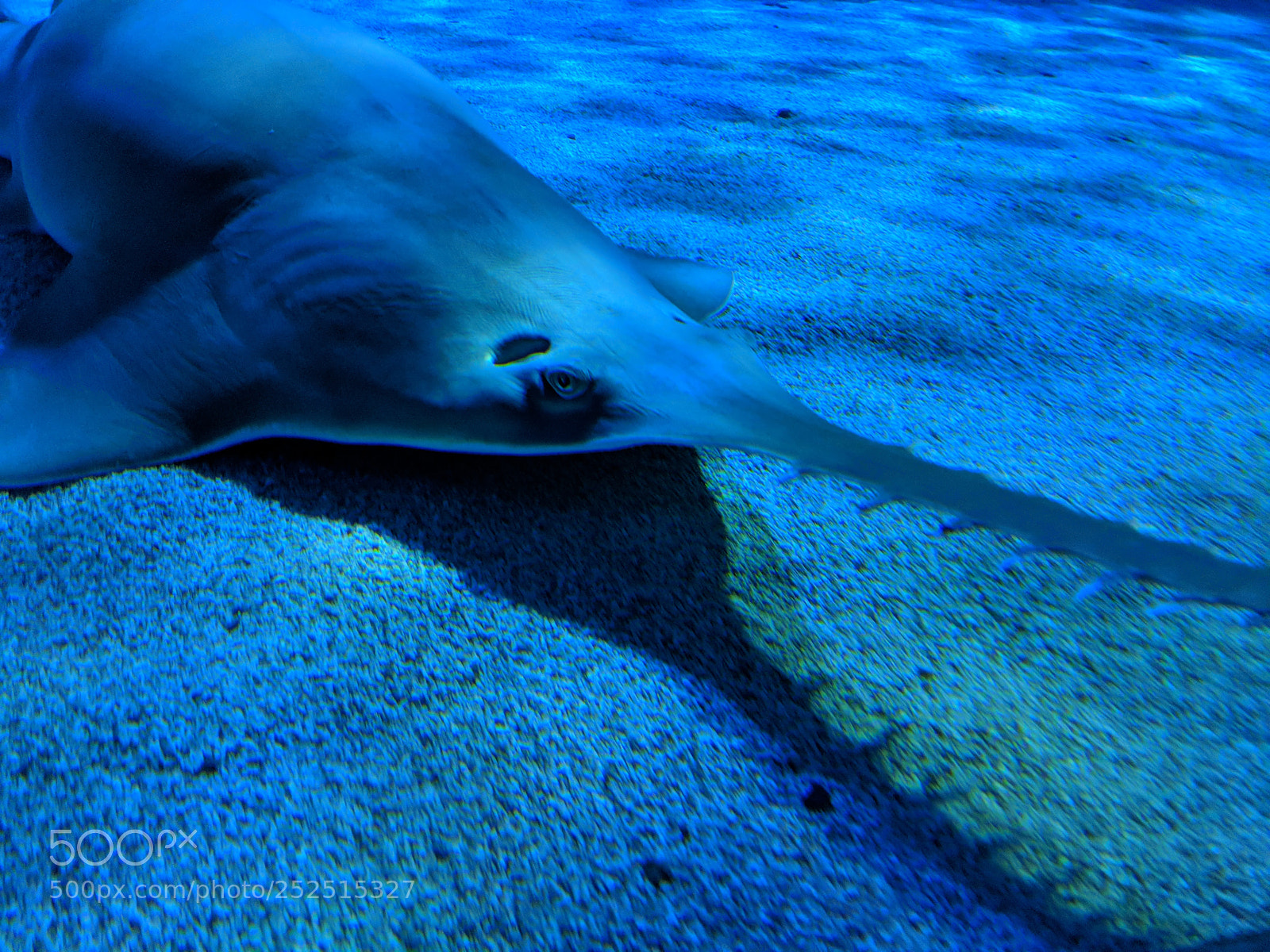 Google Pixel 2 XL sample photo. Fish photography