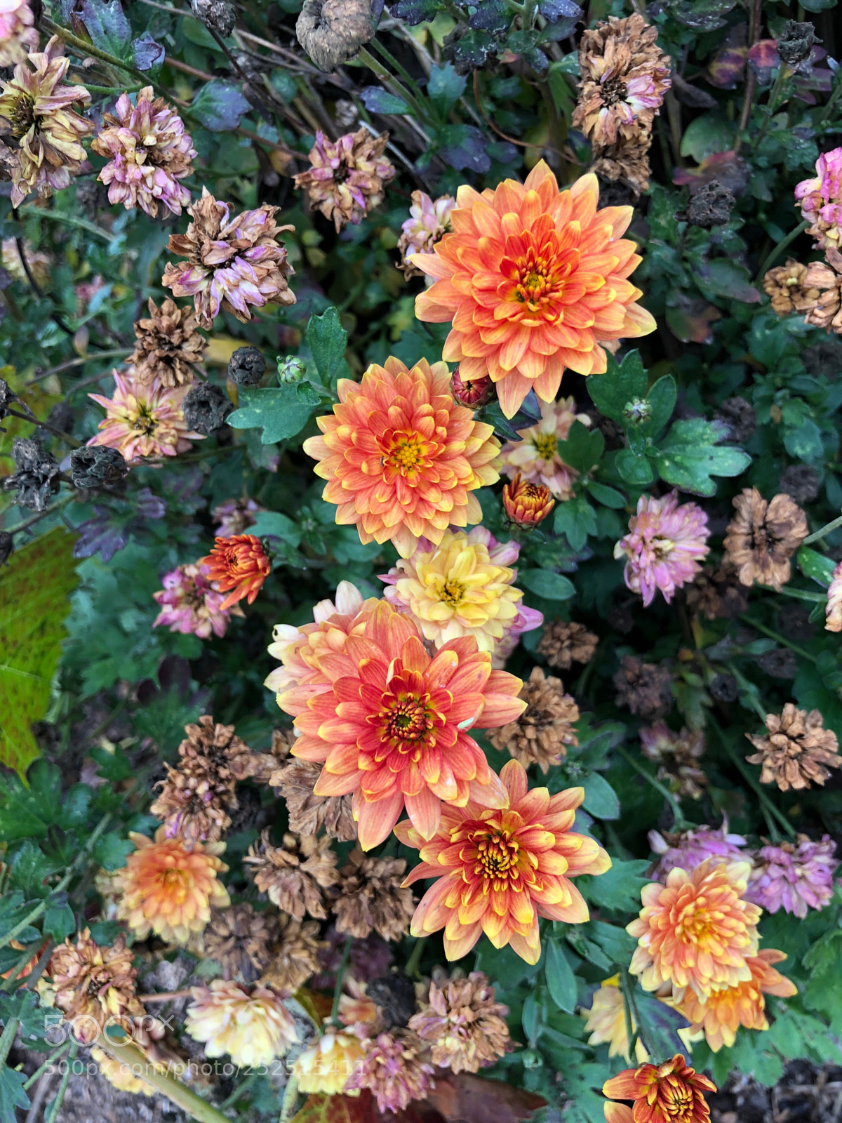 Apple iPhone X sample photo. Untitled photography