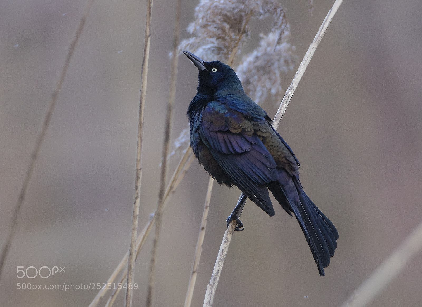 Canon EOS 80D sample photo. Grackle on a reed photography