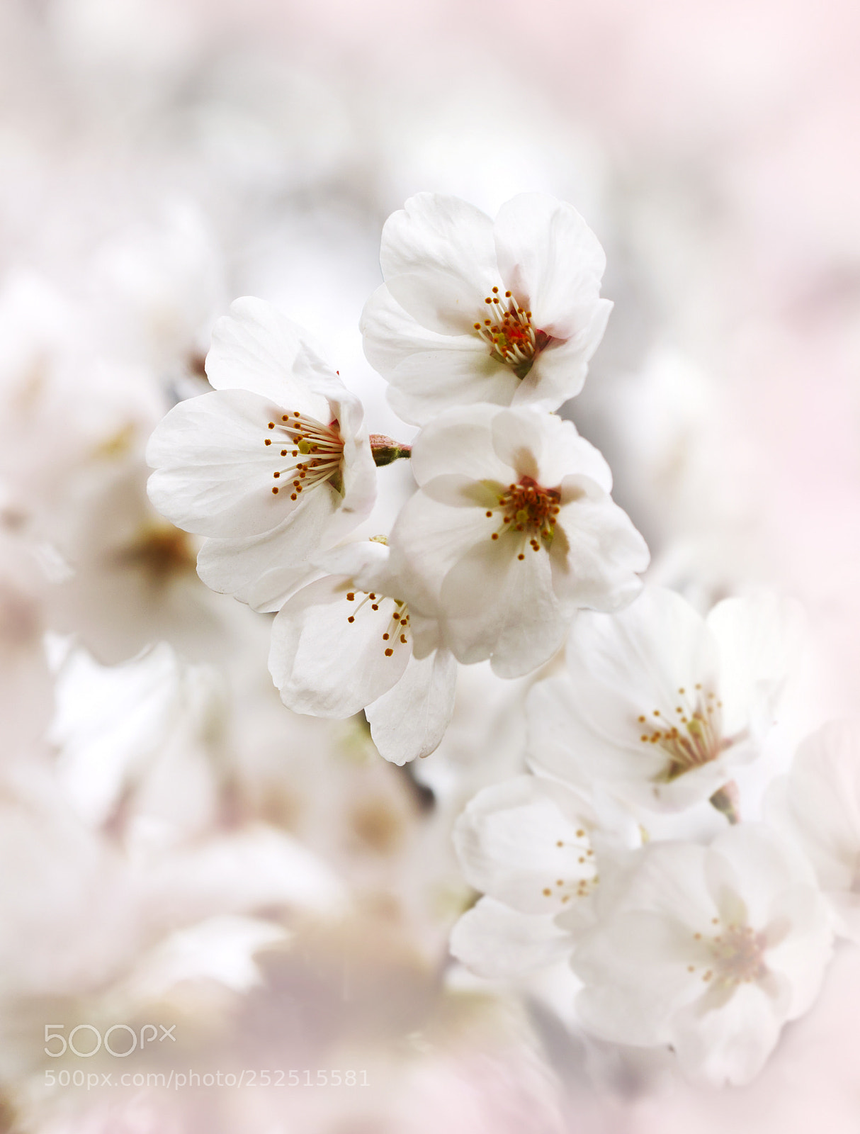 Canon EOS 5D Mark IV sample photo. Cherry spring blossom, spring photography