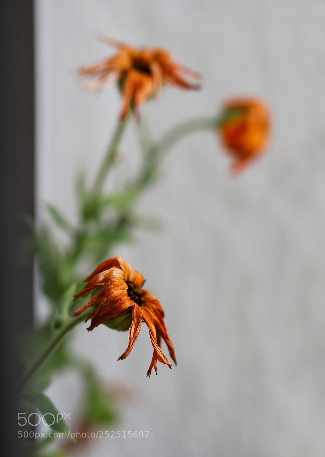 Olympus OM-D E-M10 II sample photo. Tristes photography