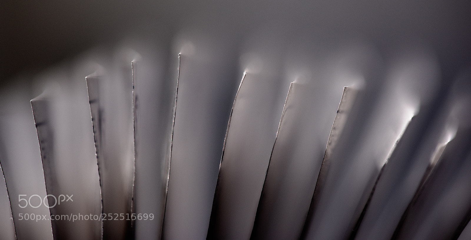 Nikon D810 sample photo. Pages photography