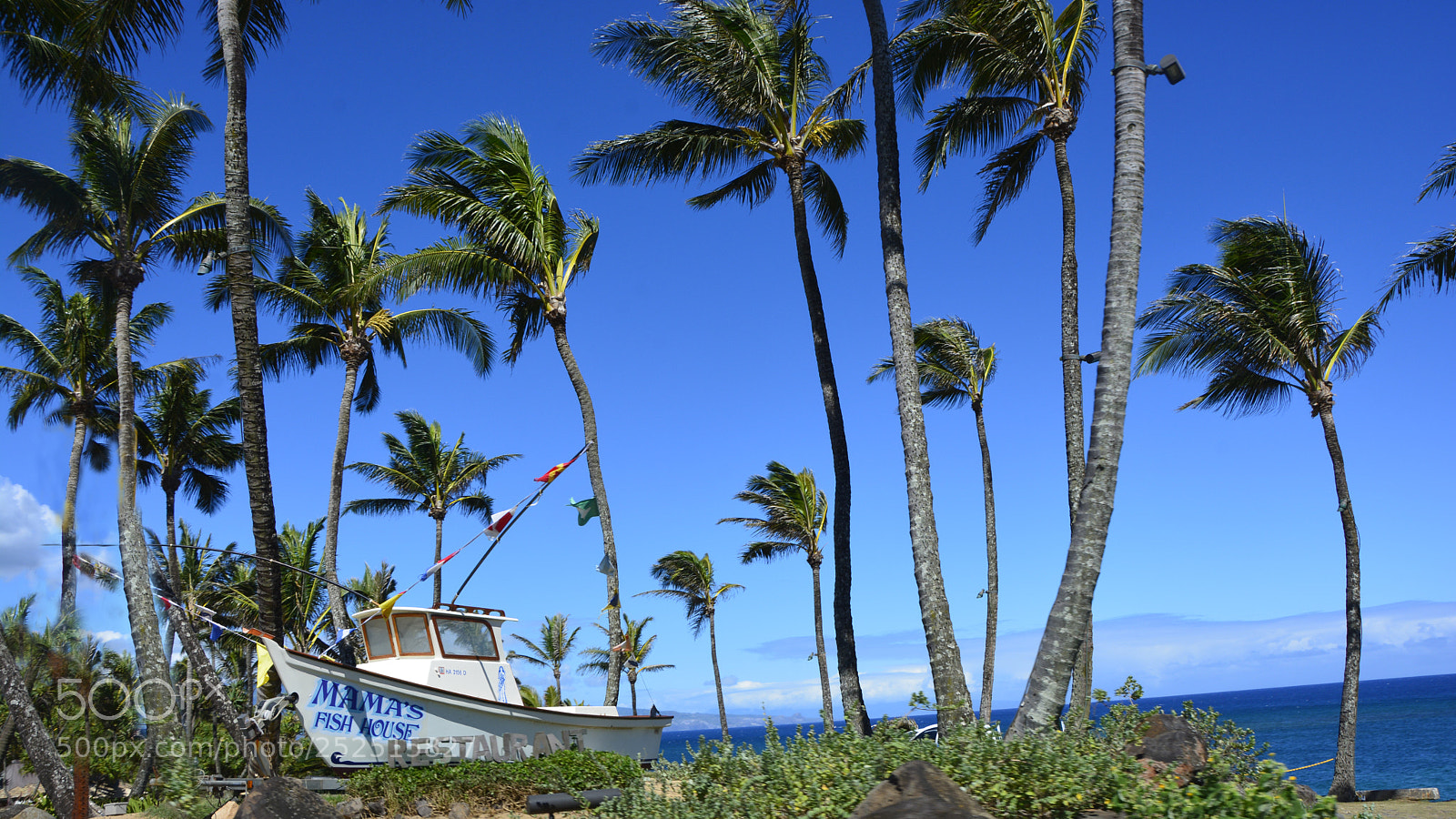 Nikon D7100 sample photo. Mama fish house photography