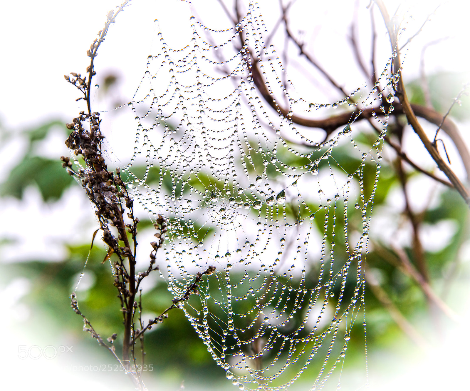 Sony Alpha DSLR-A850 sample photo. Dew drops on the photography