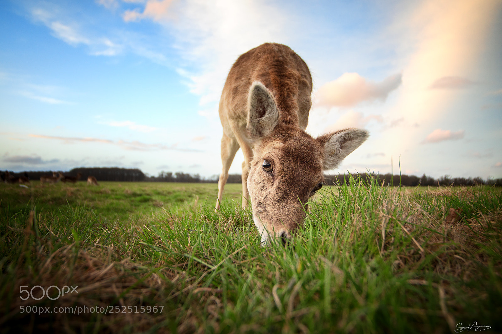 Canon EOS 5D Mark IV sample photo. Deer once more photography